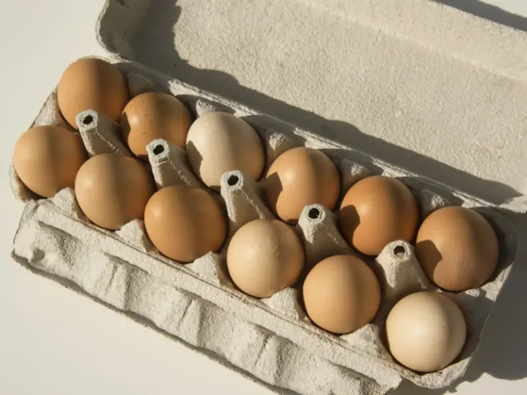 Applications of an Egg Carton 