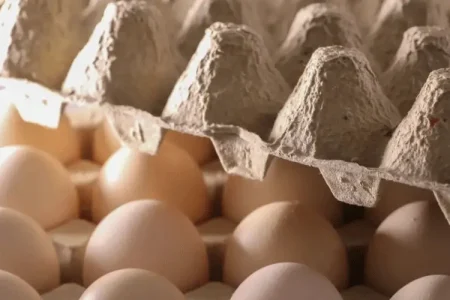Pulp Trays - Egg Tray