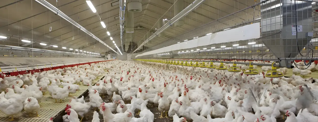 Poultry Farms
