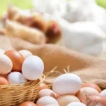 Structural Drivers Behind Rising Egg Tray Demand