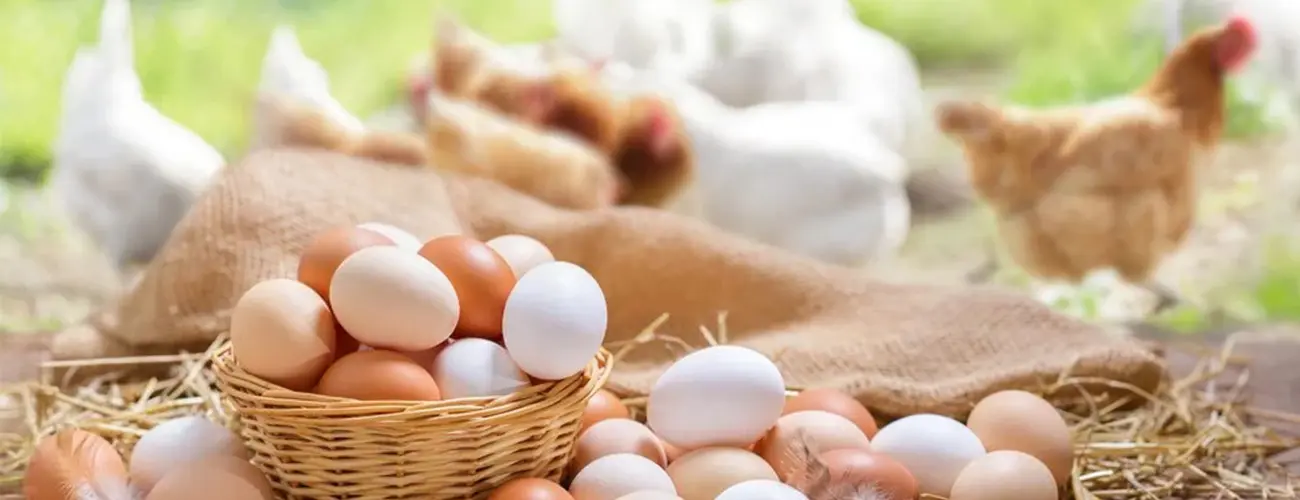 Structural Drivers Behind Rising Egg Tray Demand