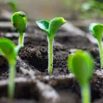 Grow Plants Using Nursery Trays