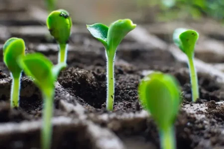 Grow Plants Using Nursery Trays