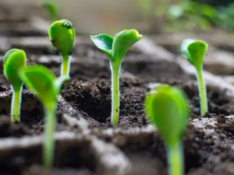 Grow Plants Using Nursery Trays