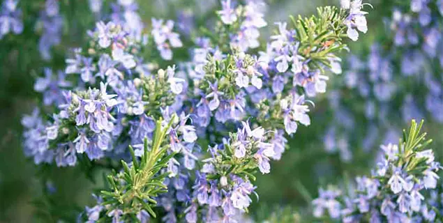 Rosemary