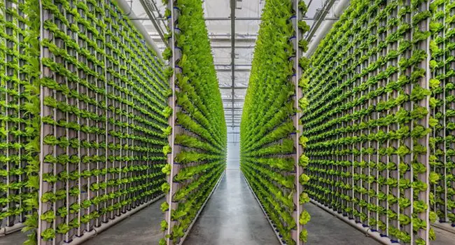 Vertical Farming