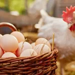 Eggs in the Farms