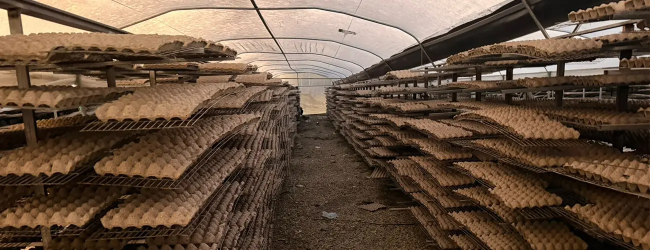 Natural Sun-Drying Process Used in the Latin American Client's Original Equipment
