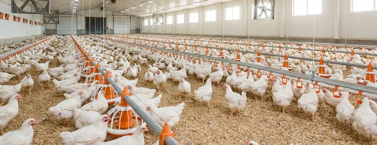 Poultry Farm